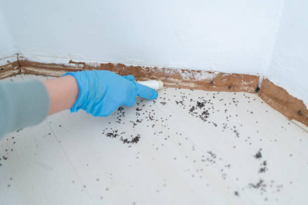 Best Termite Control Services  in Felton, DE